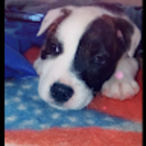 Meet your Posher, Jamesthebosssmith